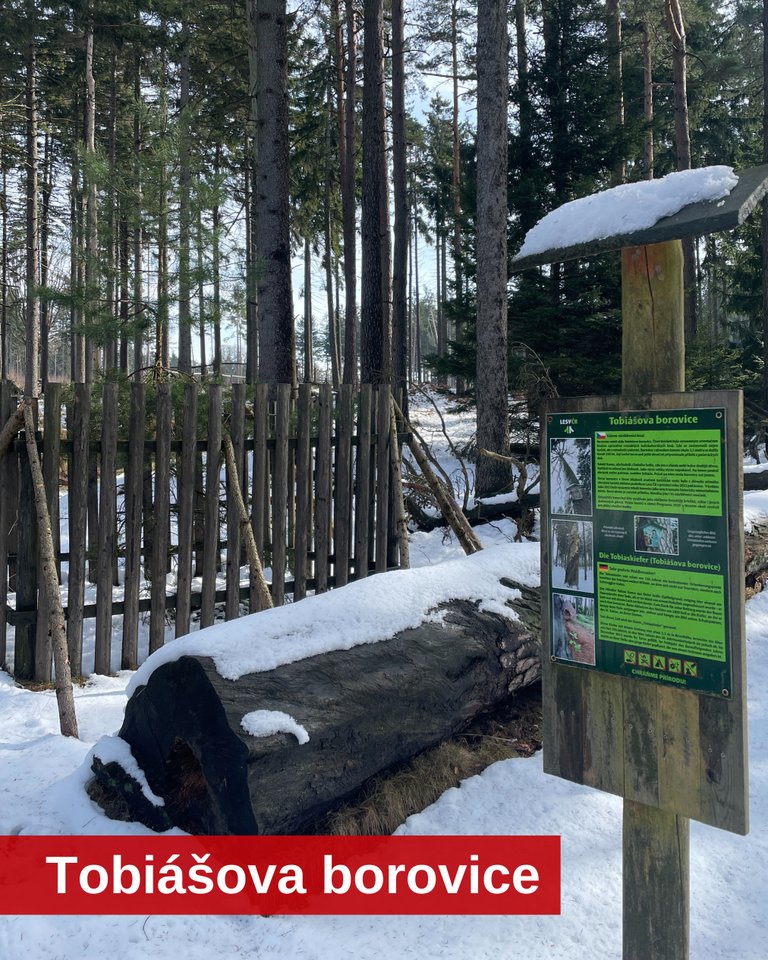 Tobiášová borovice